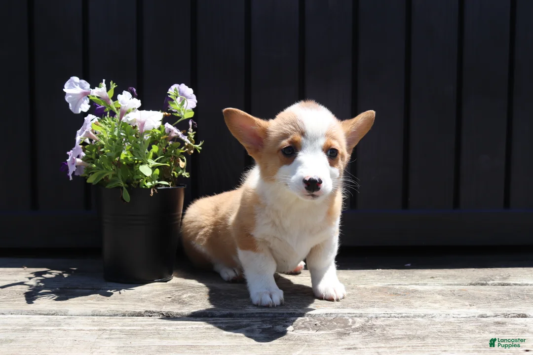 Welsh Corgi Pembroke dogs for sale: Savy - Ad 1