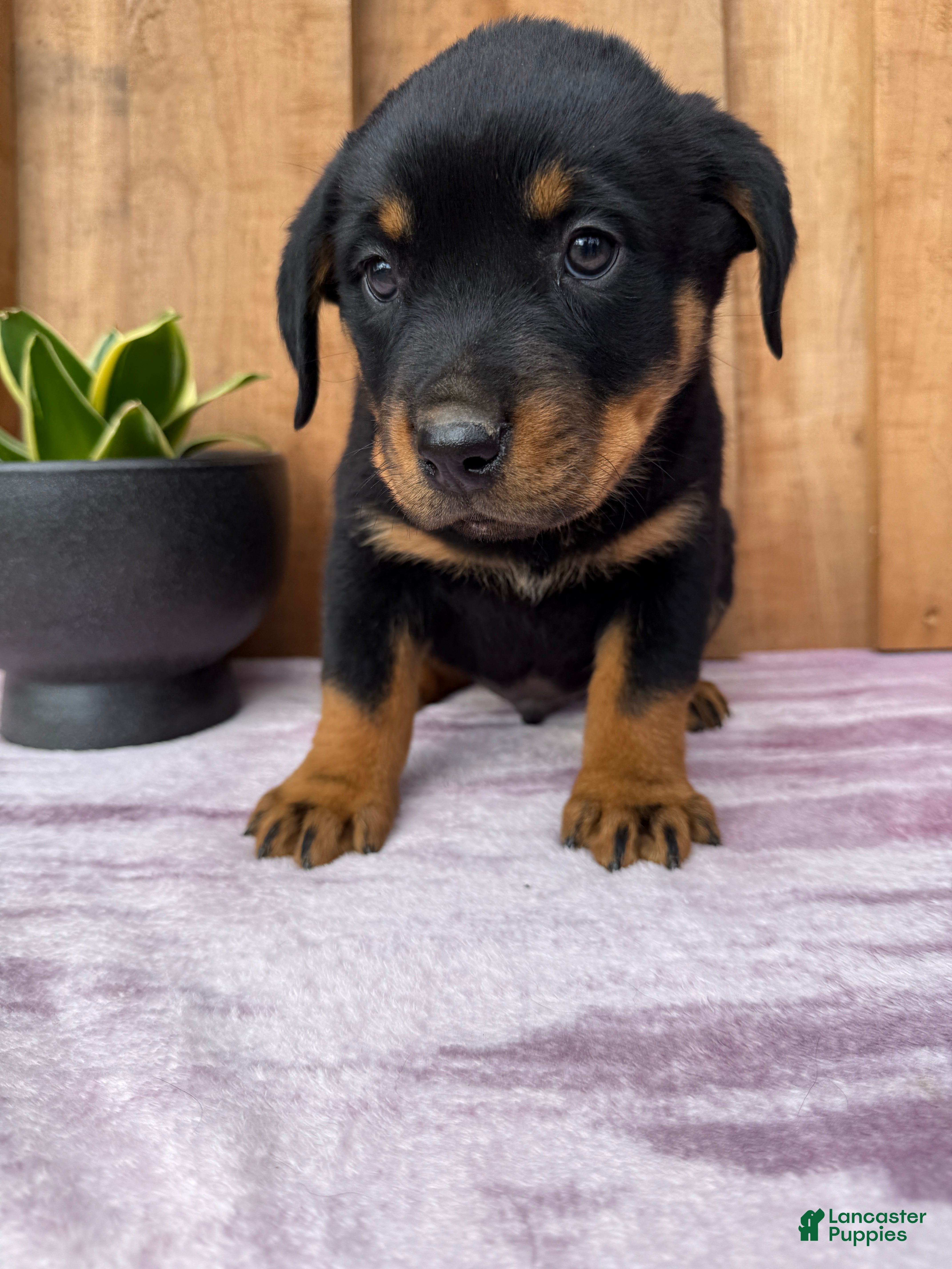 Rottweiler dogs Rex - Ad 6