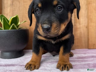 Rottweiler dogs Rex - Ad 14