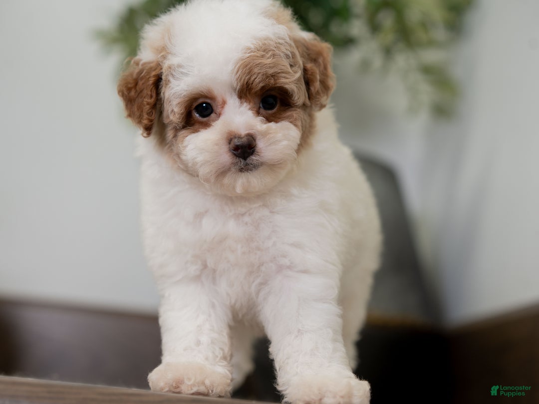 Miniature Poodle dogs for sale: Camilla - Ad 9