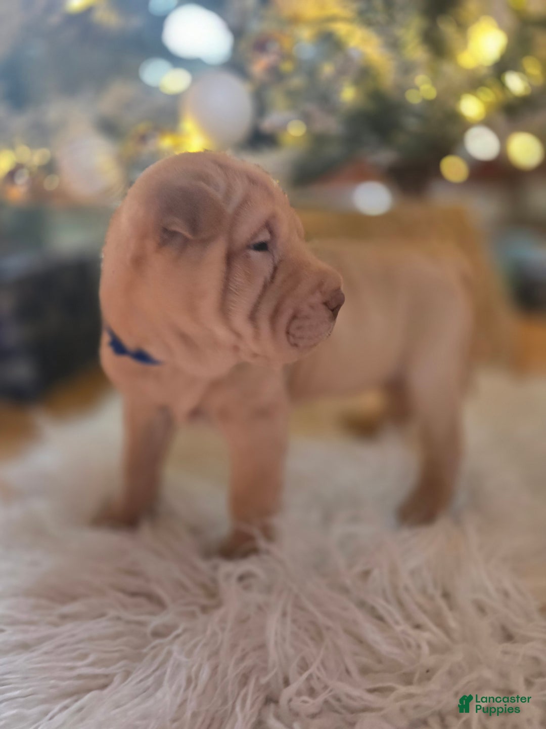 Shar Pei dogs for sale: RED - Ad 4