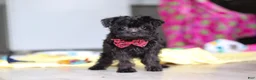 Yorkiepoo dogs for sale: Ricky - Ad 25