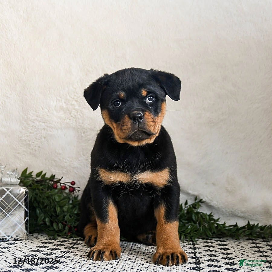 Rottweiler dogs Ginny - Ad 5