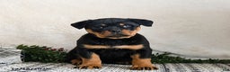 Rottweiler dogs for sale: Ginny - Ad 1