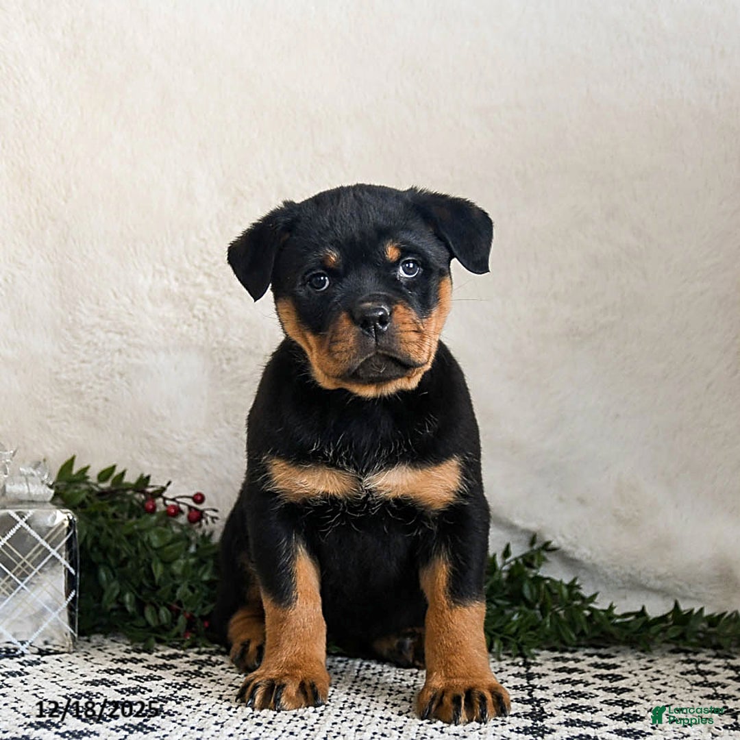Rottweiler dogs for sale: Ginny - Ad 1