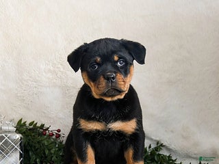 Rottweiler dogs Ginny - Ad 5