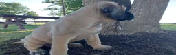 English Mastiff dogs for sale: Misty - Ad 1