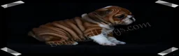 English Bulldog dogs for sale:  Helga (F) - Ad 6