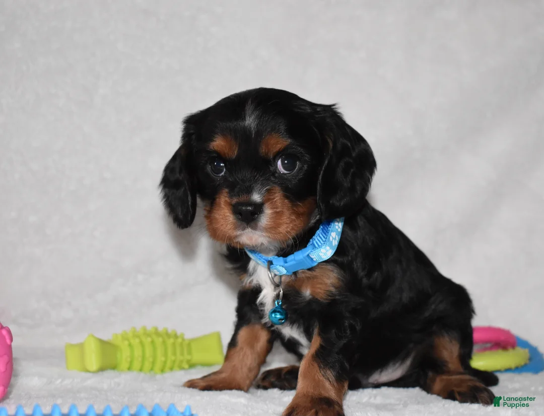 Cavalier King Charles Spaniel dogs for sale: Parker - Ad 5
