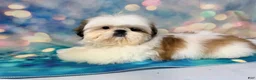 Shih Tzu dogs for sale: Boy 2 - Ad 4