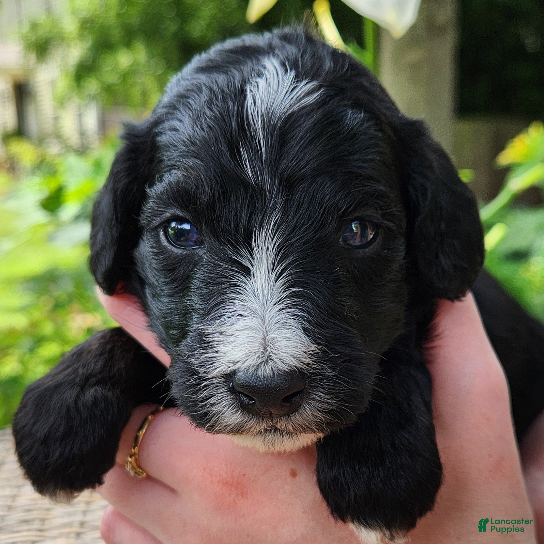 Mini Aussiedoodle dogs Trixie - Female - Phantom Tri-Color - Ad 2