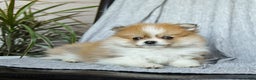 Pomeranian dogs for sale: Firecracker - Ad 3