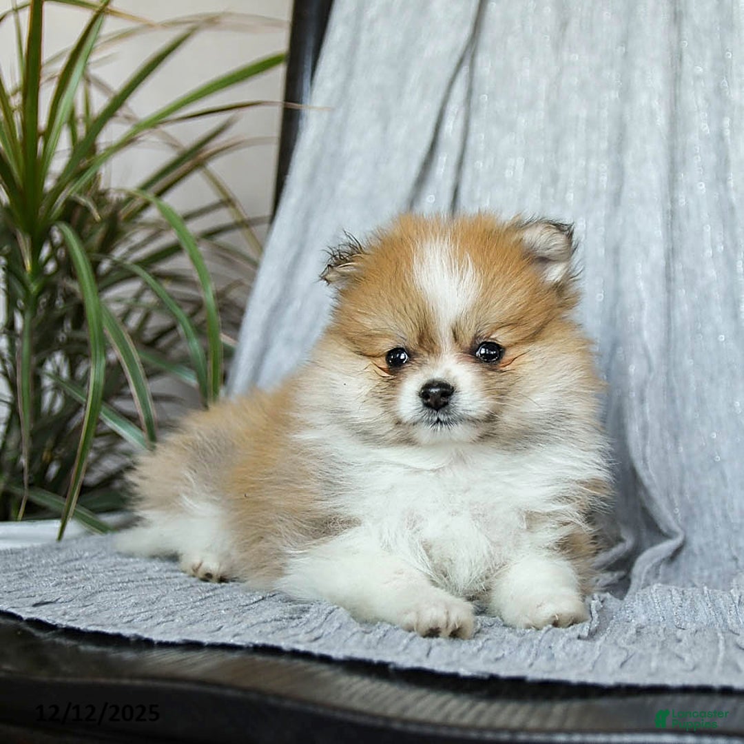 Pomeranian dogs for sale: Firecracker - Ad 3