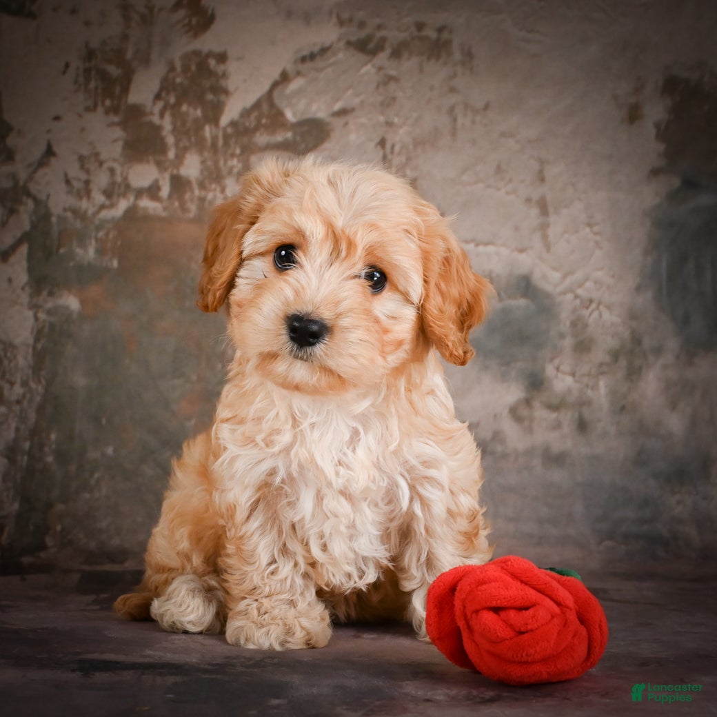 Cavachon dogs for sale: Jolene - Ad 6