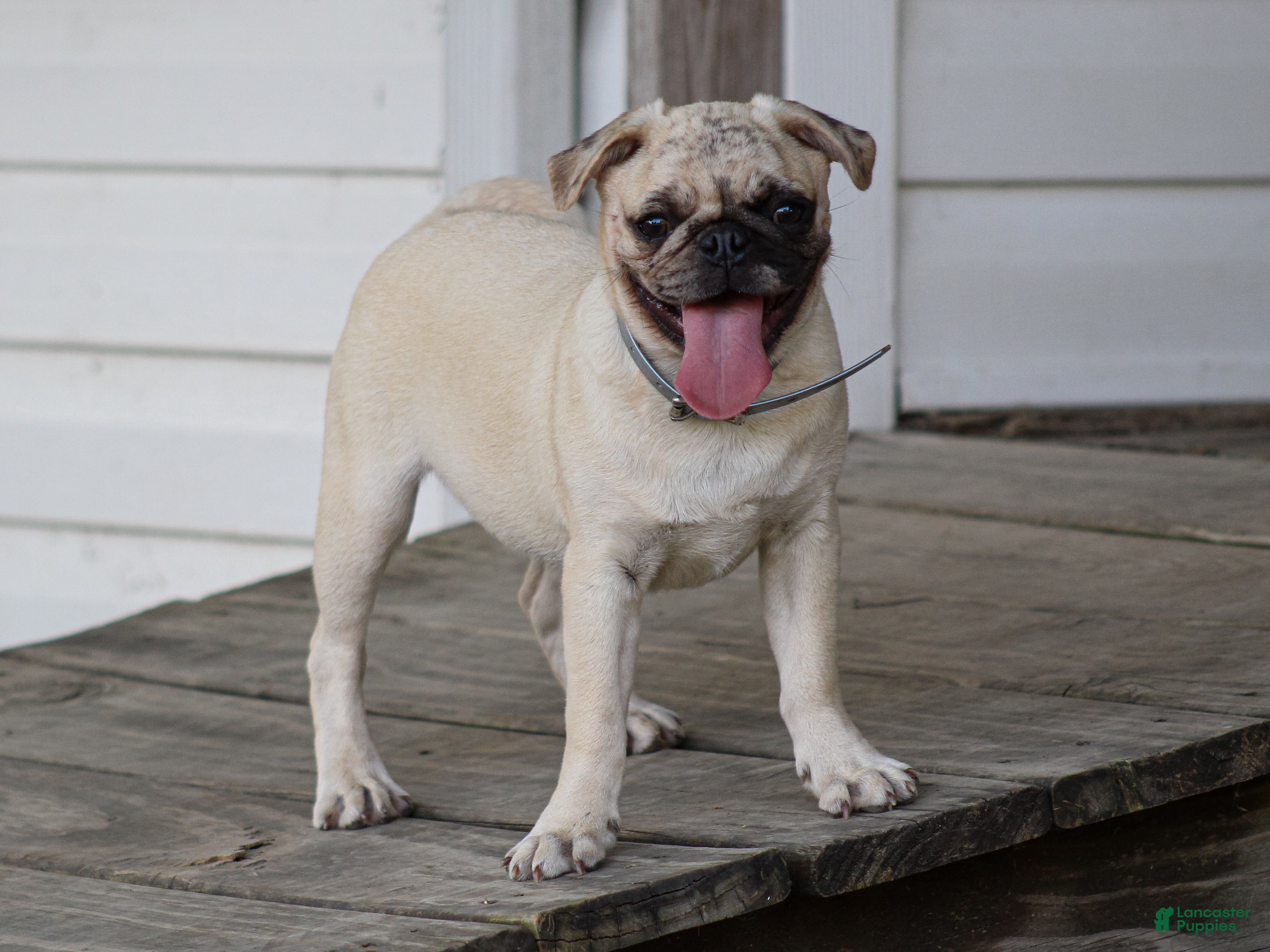 Pug dogs Arlin Pug Puppy - Ad 1