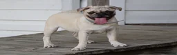 Pug dogs for sale: Arlin Pug Puppy - Ad 3