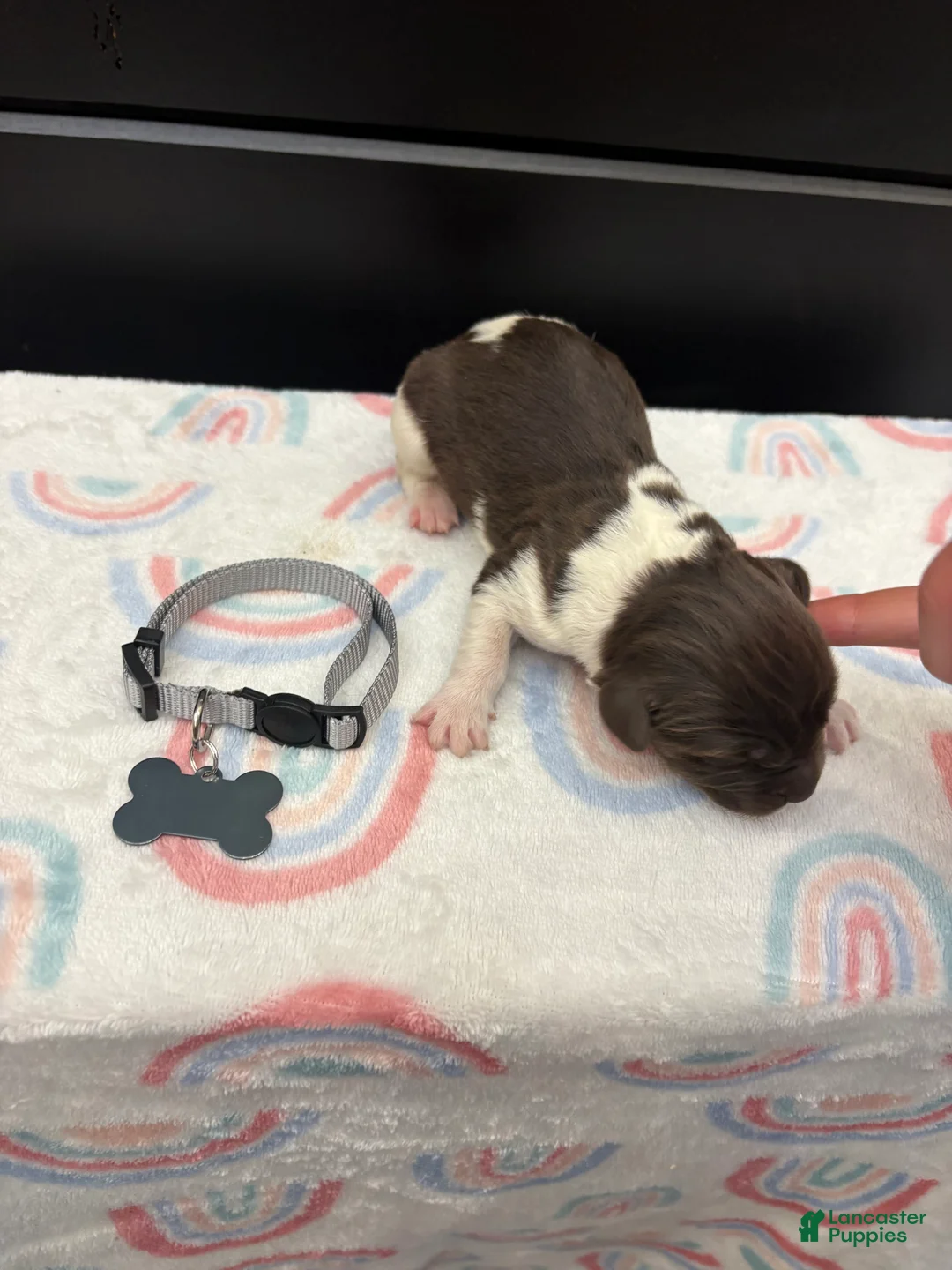 Newfoundland dogs for sale: Brinley - Ad 2