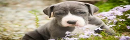Great Dane dogs for sale: Hope - Ad 3