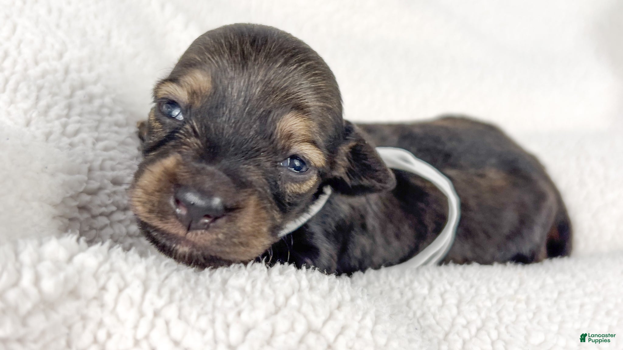 Miniature Dachshund dogs Slice - Ad 9