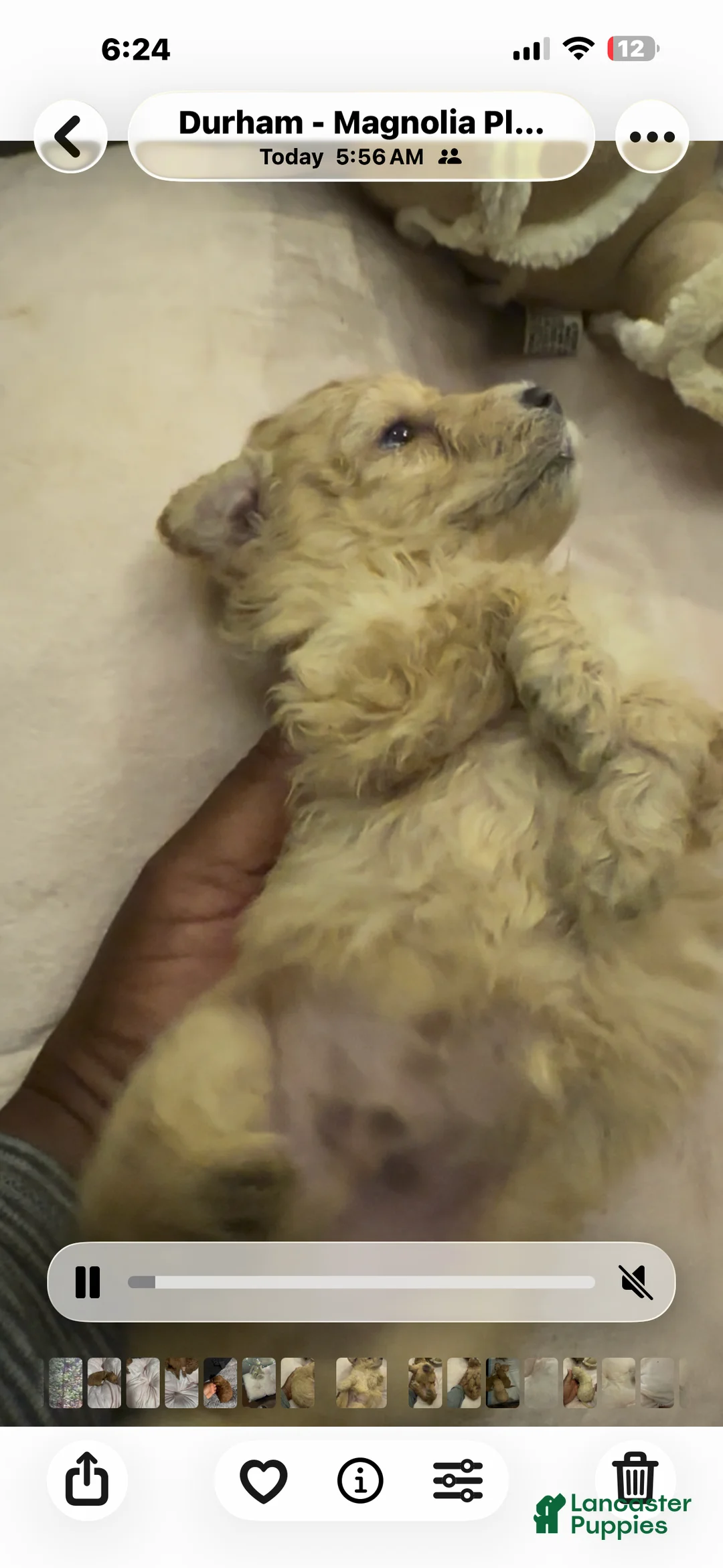 Mixed Breed dogs for sale: Quilt - Ad 2