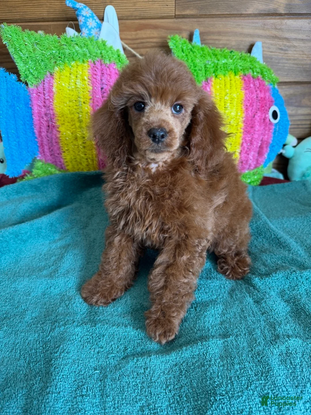 Miniature Poodle dogs for sale: Beau - Ad 2