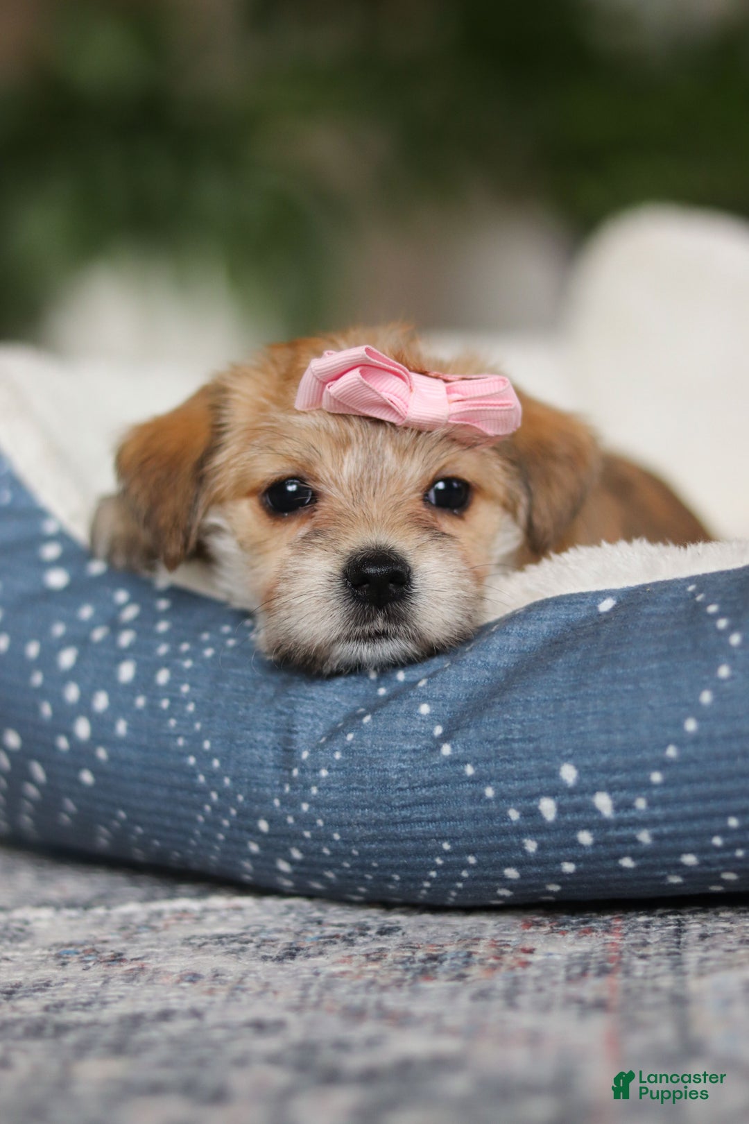 Morkie dogs for sale: Ina - Ad 11