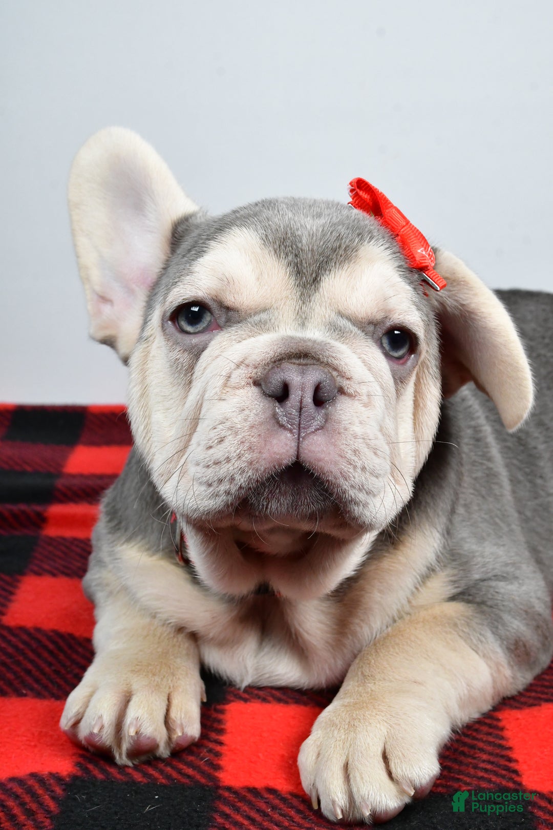 French Bulldog dogs for sale: Captain  - Ad 5