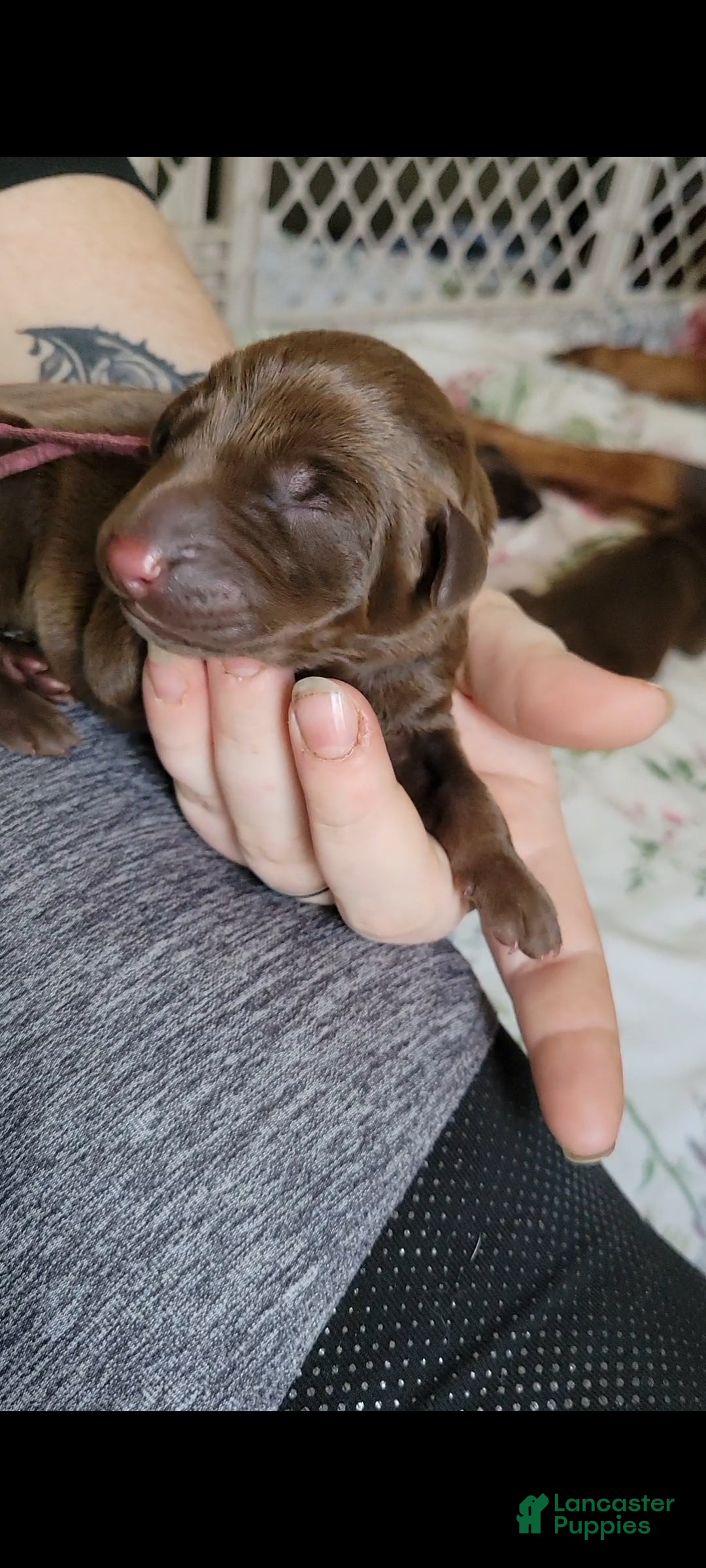 Doberman Pinscher dogs Doberman Pinscher Puppy 2 - Ad 2