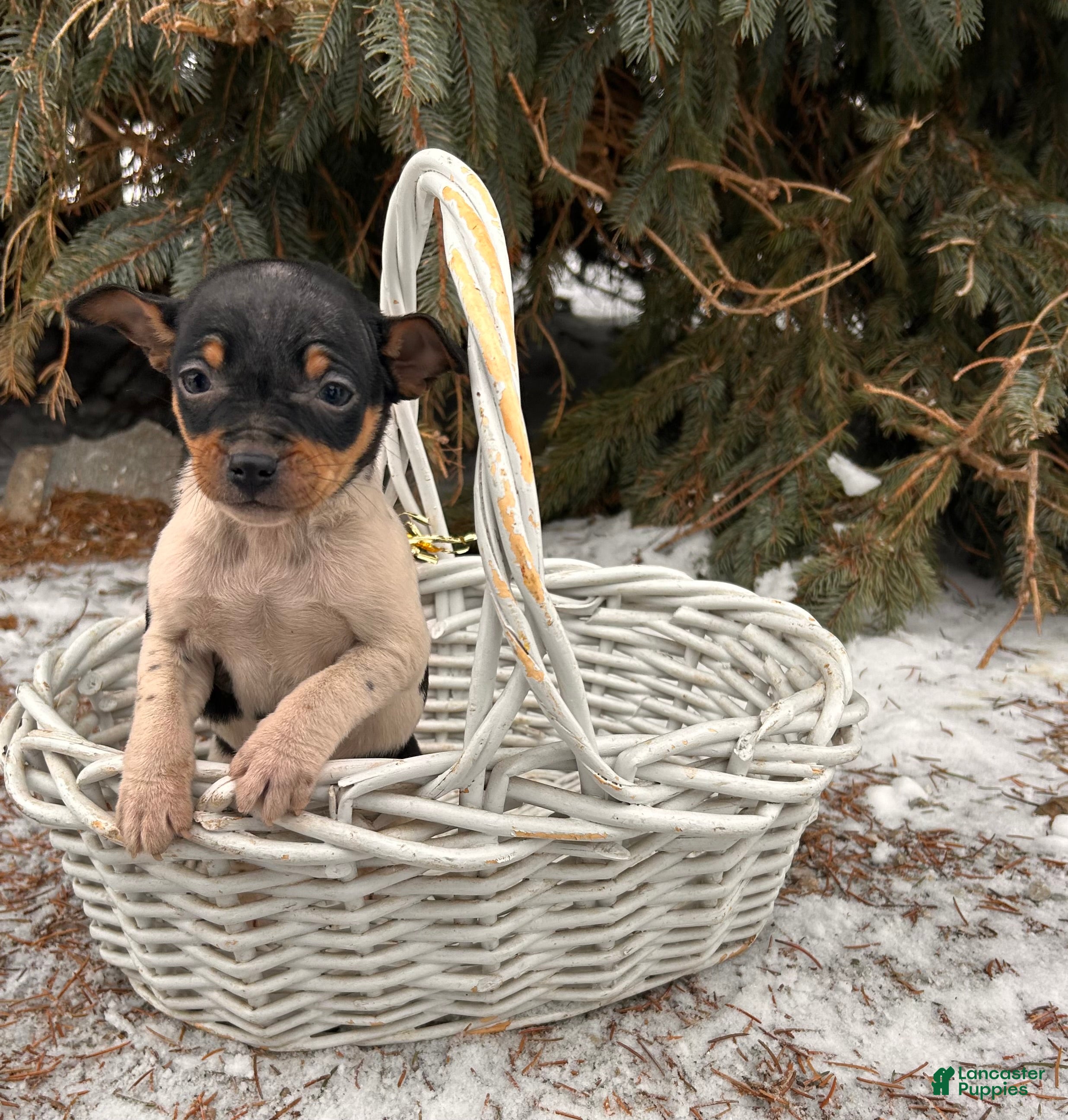 Rat Terrier dogs Mia  - Ad 6