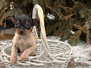 Rat Terrier dogs Mia - Ad 6