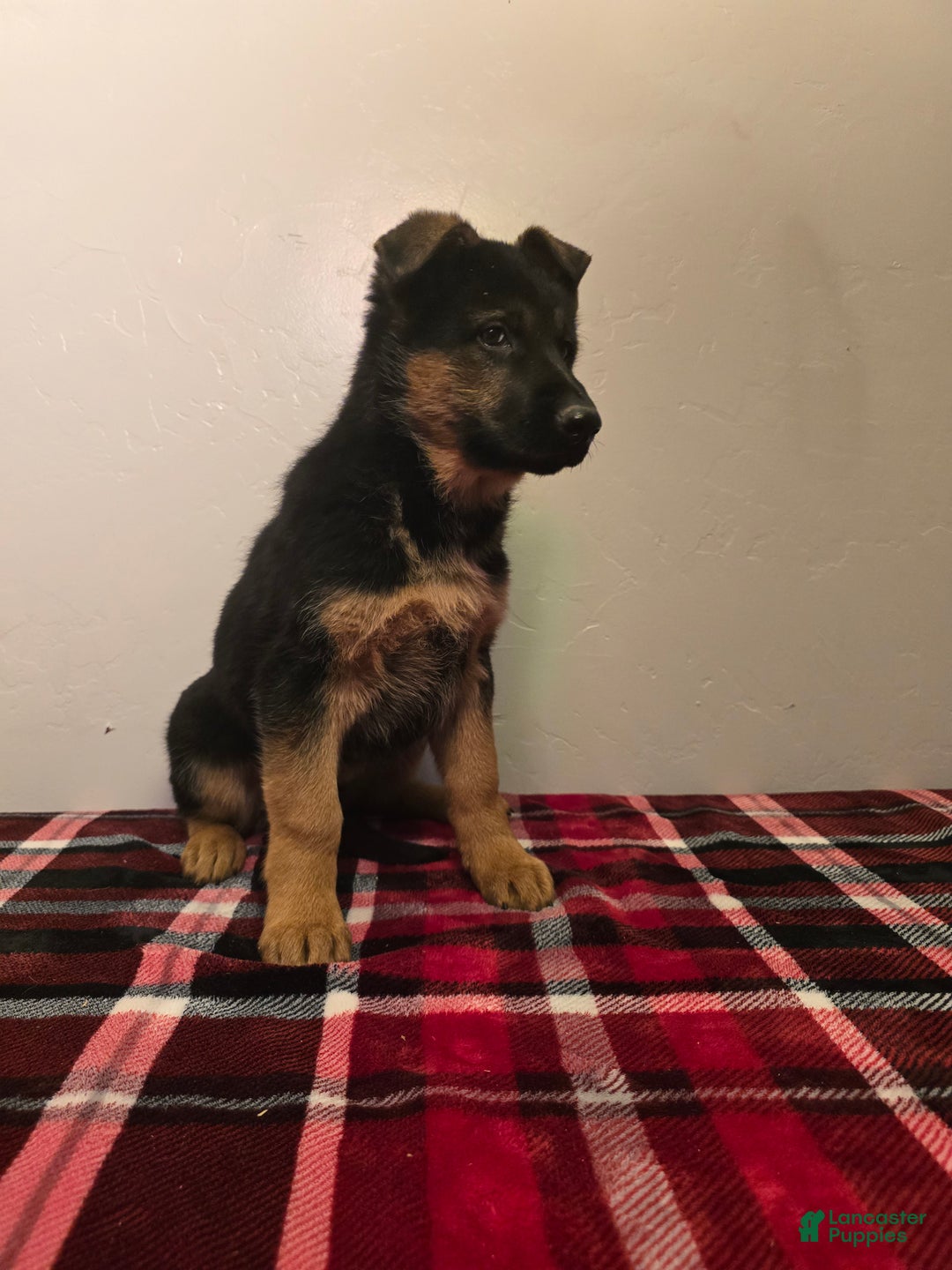 German Shepherd dogs for sale: Silke  - Ad 4