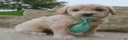 Mini Goldendoodle dogs for sale: Mini George - Ad 4