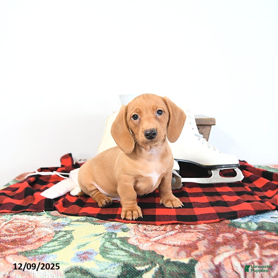 Miniature Dachshund dogs Ranger - Ad 16