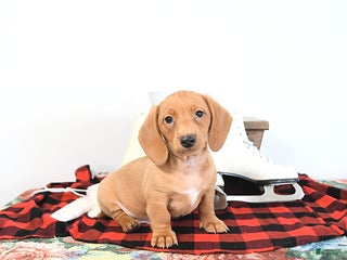Miniature Dachshund dogs Ranger - Ad 38