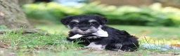 Miniature Schnauzer dogs for sale: Benji - Ad 3