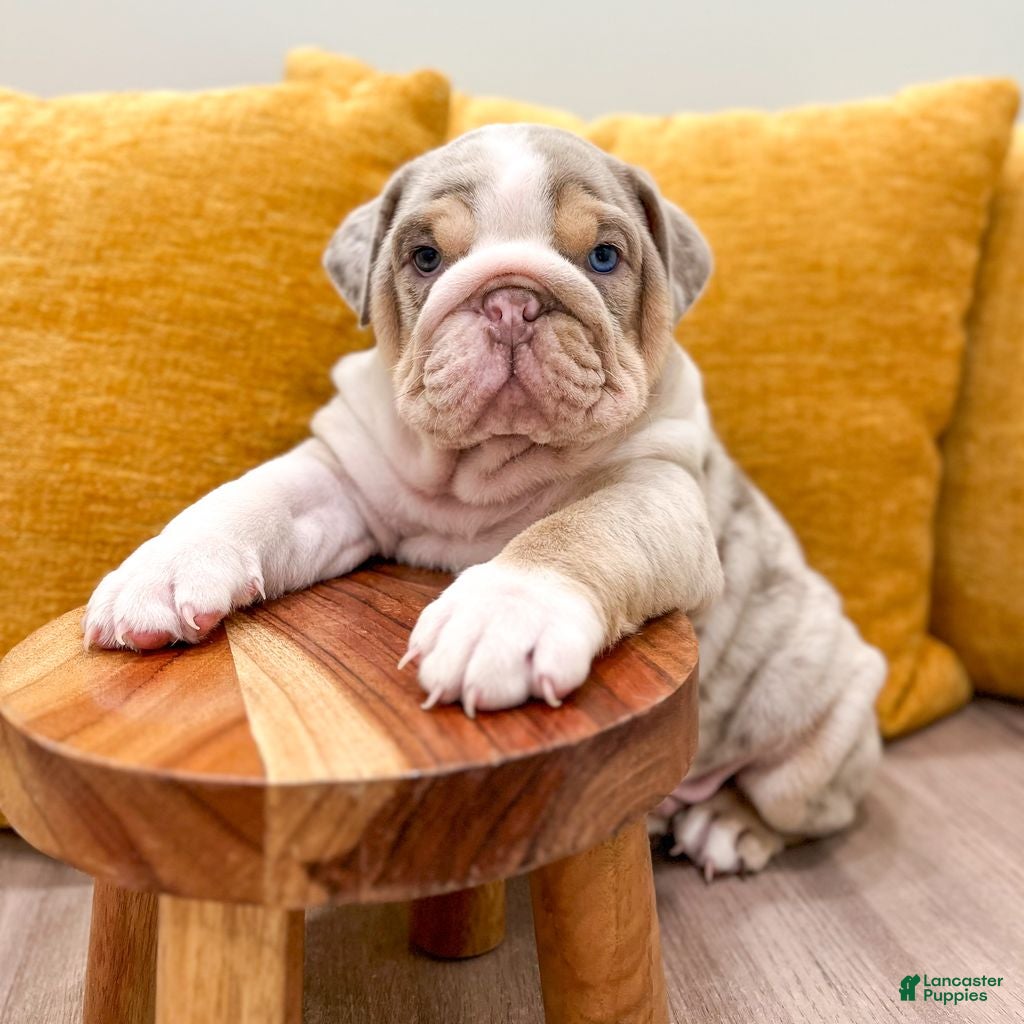English Bulldog dogs Arthur - Ad 1