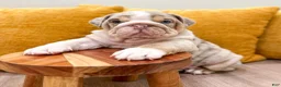 English Bulldog dogs for sale: Arthur - Ad 1