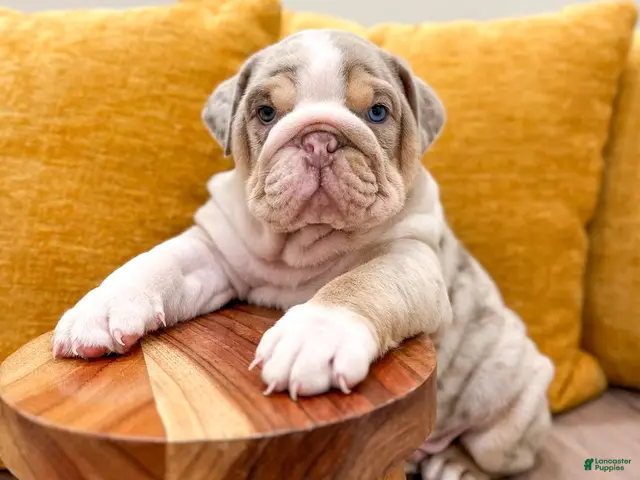 English Bulldog dogs for sale: Arthur - Ad 1