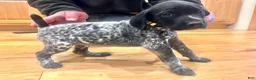German Shorthaired Pointer dogs for sale: Martha Mae - Ad 16