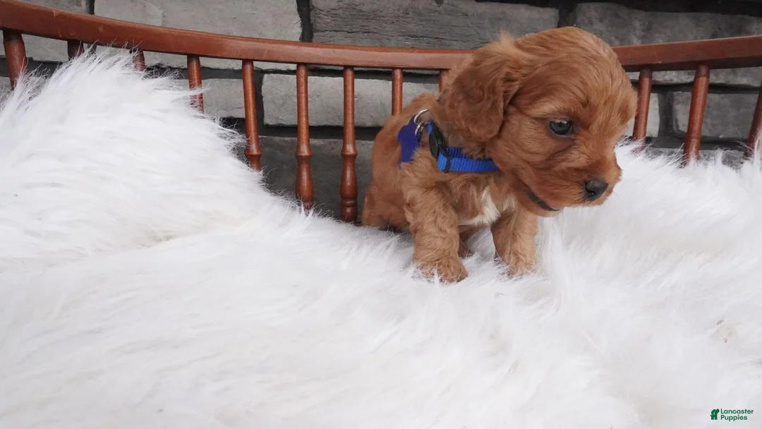 Cavapoo dogs for sale: Rover  - Ad 8