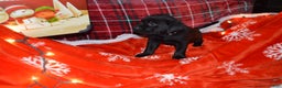 Labrador Retriever dogs for sale: Poppy - Ad 3
