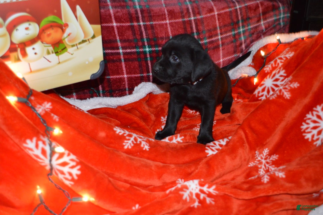 Labrador Retriever dogs for sale: Poppy - Ad 3