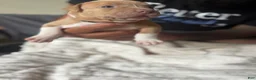 American Pit Bull Terrier dogs for sale: Puddin - Ad 4