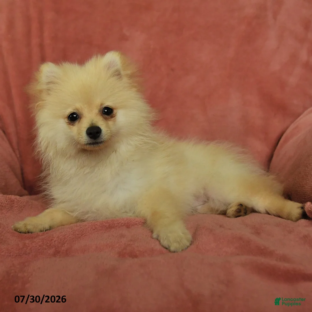 Pomeranian dogs for sale: Chester - Ad 2