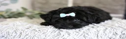 Yorkiepoo dogs for sale: Pixie - Ad 15