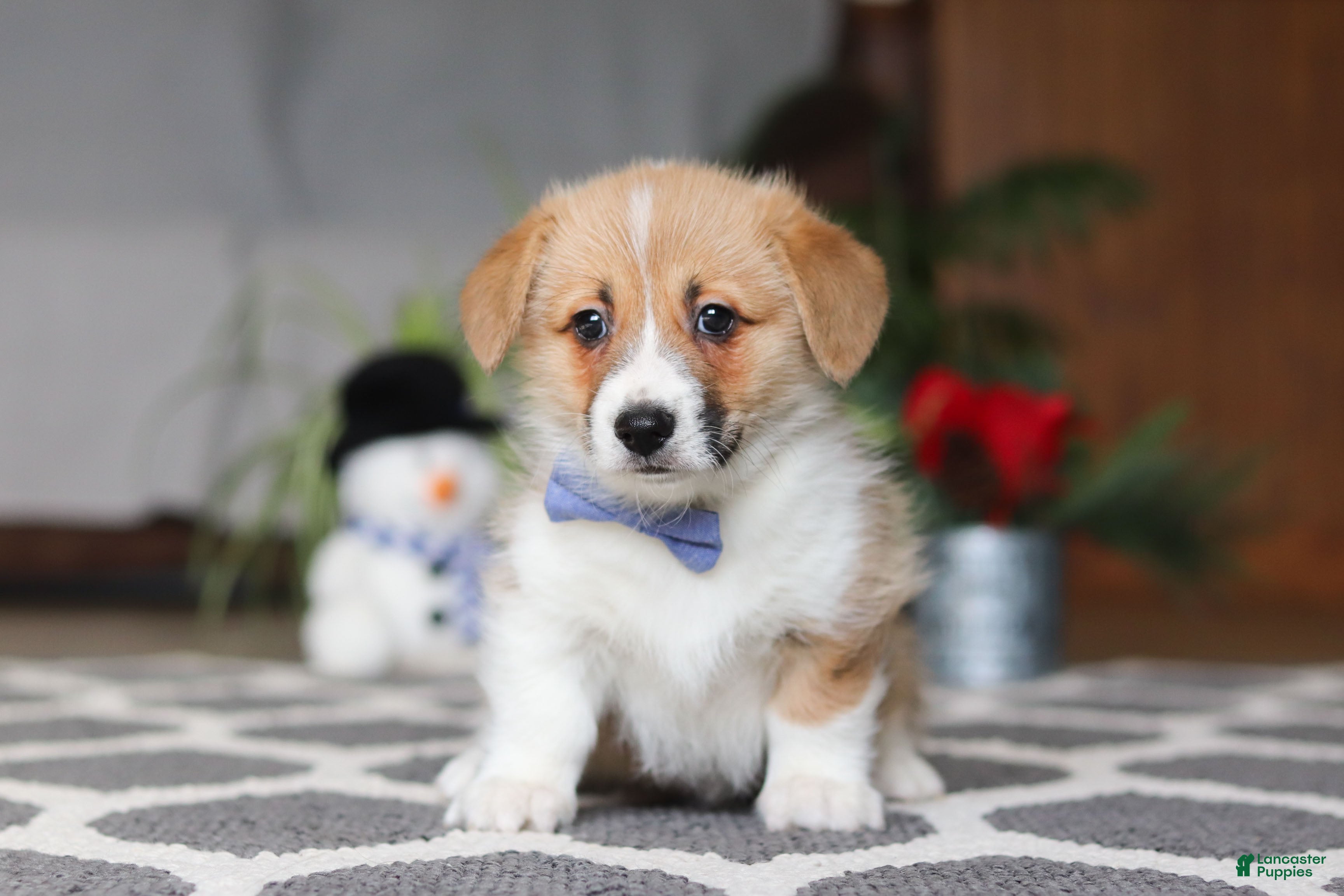 Welsh Corgi Pembroke dogs Valentine - Ad 15