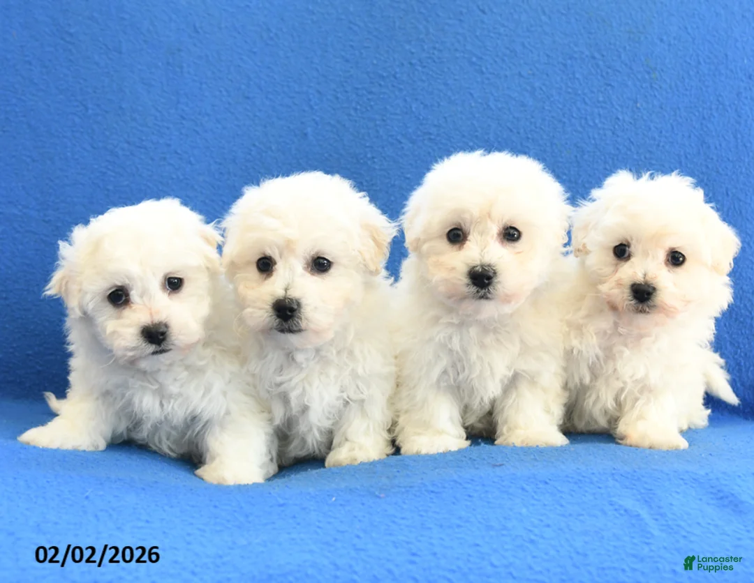 Bichon Frise dogs for sale: Fern - Ad 3