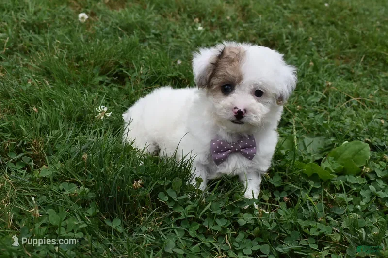Bichpoo dogs Lucky  - Ad 2