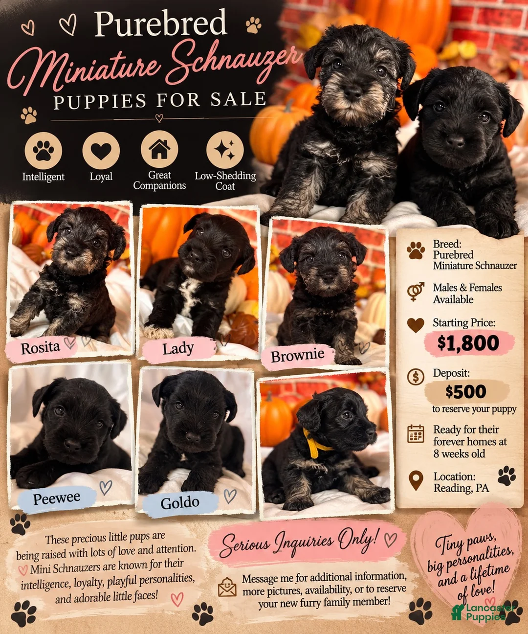 Miniature Schnauzer dogs for sale: Rosita - Ad 4
