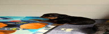 Rottweiler Puppy 6